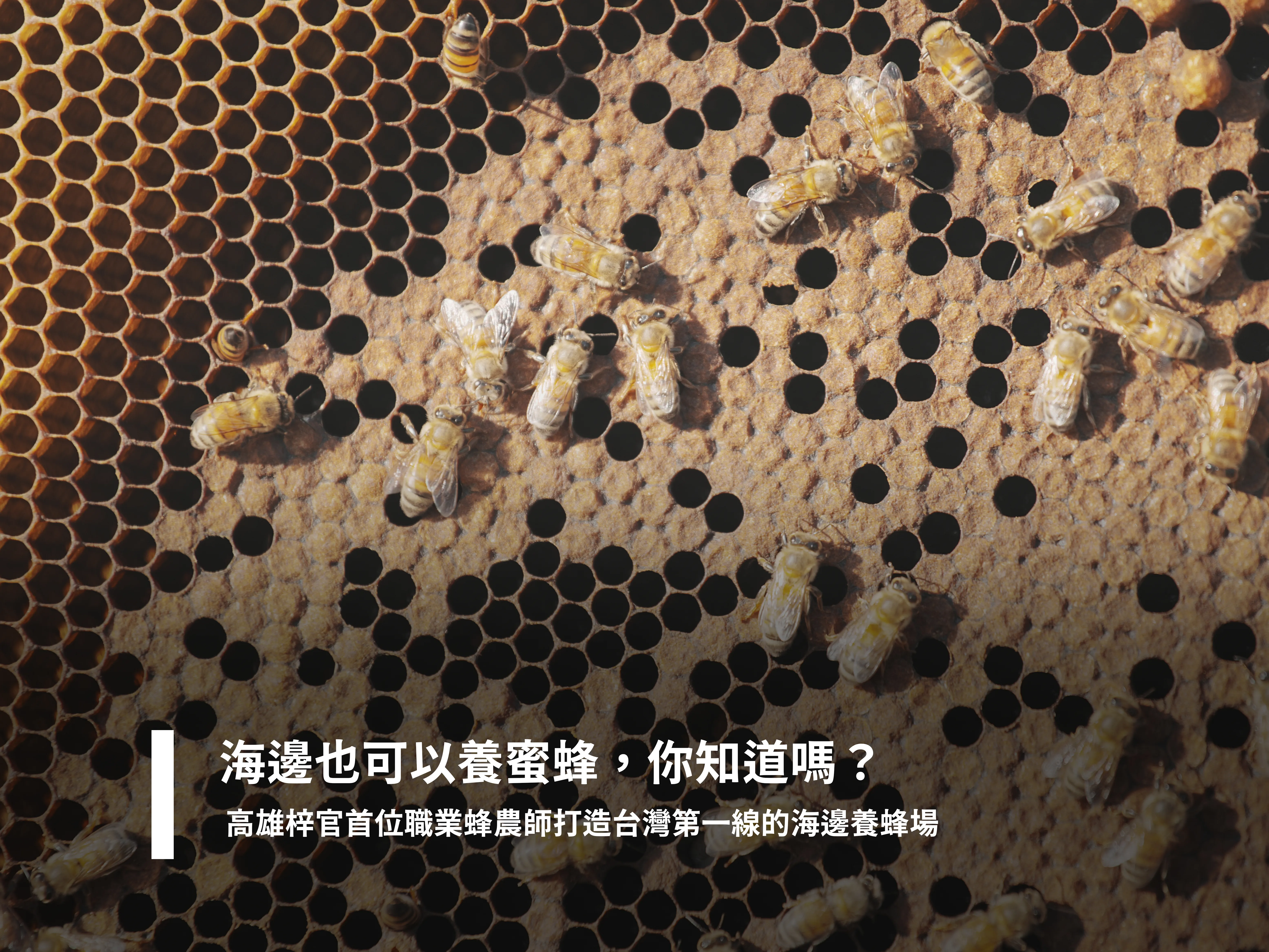 ​​海邊也可以養蜜蜂，你知道嗎？ 高雄梓官首位職業蜂農師打造台灣第一線的海邊養蜂場